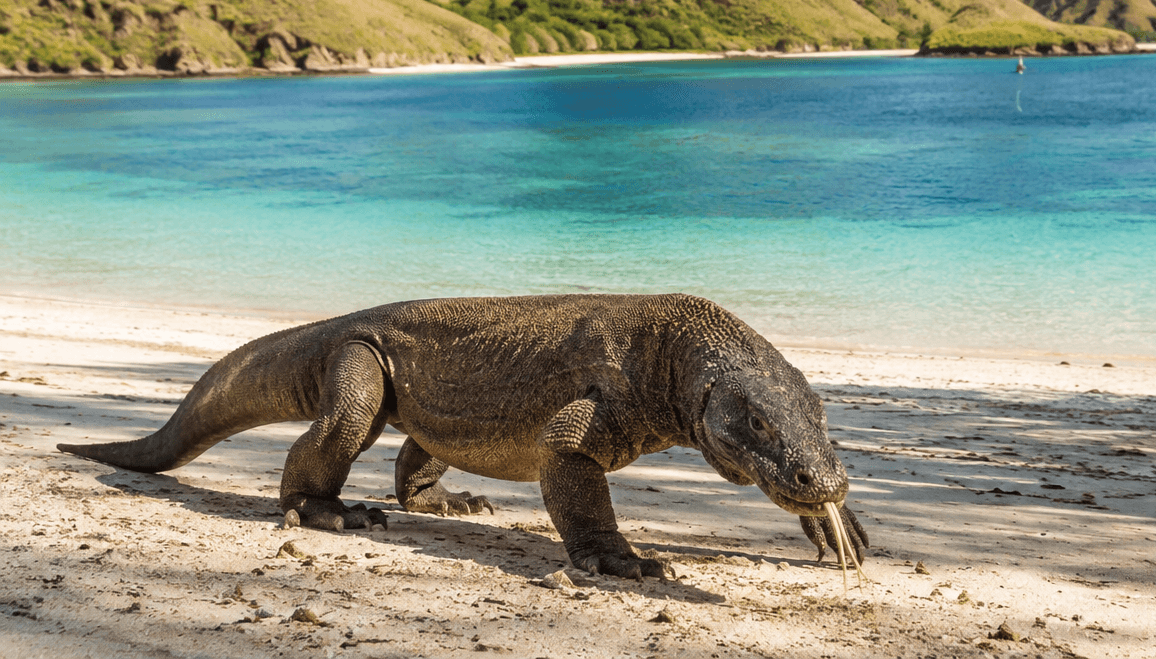 Indonesia - Komodo The Dragon Archipelago